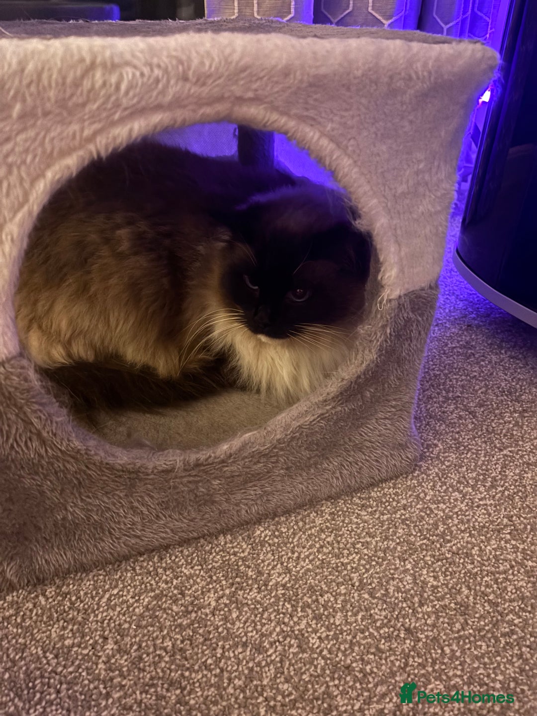 Ragdoll cats for sale: Stunning Male Ragdoll House Cat  - Advert 6