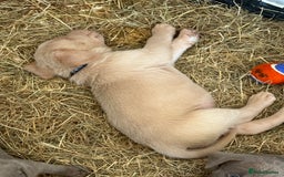Labrador Retriever dogs for sale: Silver Labrador puppy’s  - Image 8