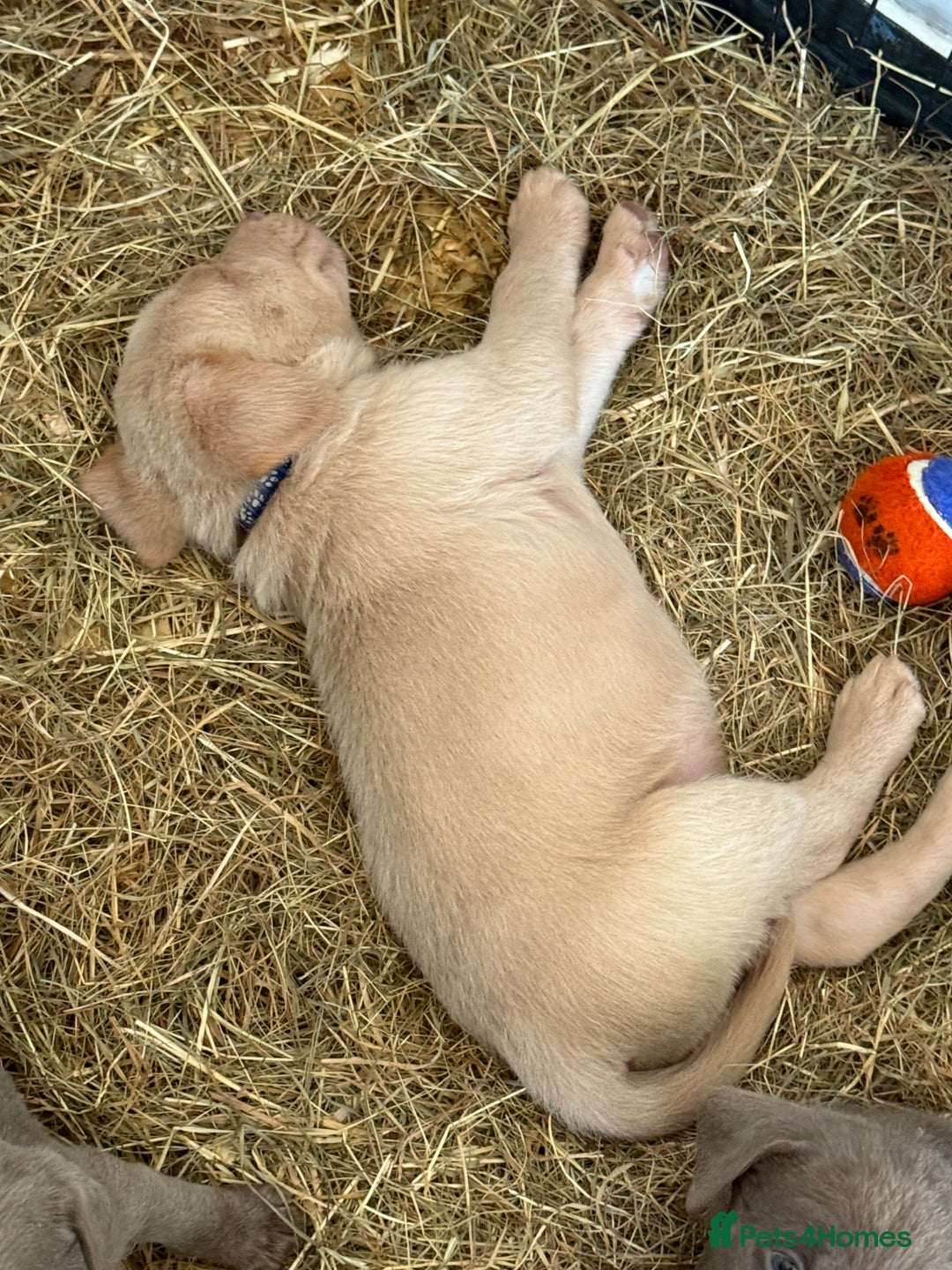 Labrador Retriever dogs for sale: Silver Labrador puppy’s  - Image 8