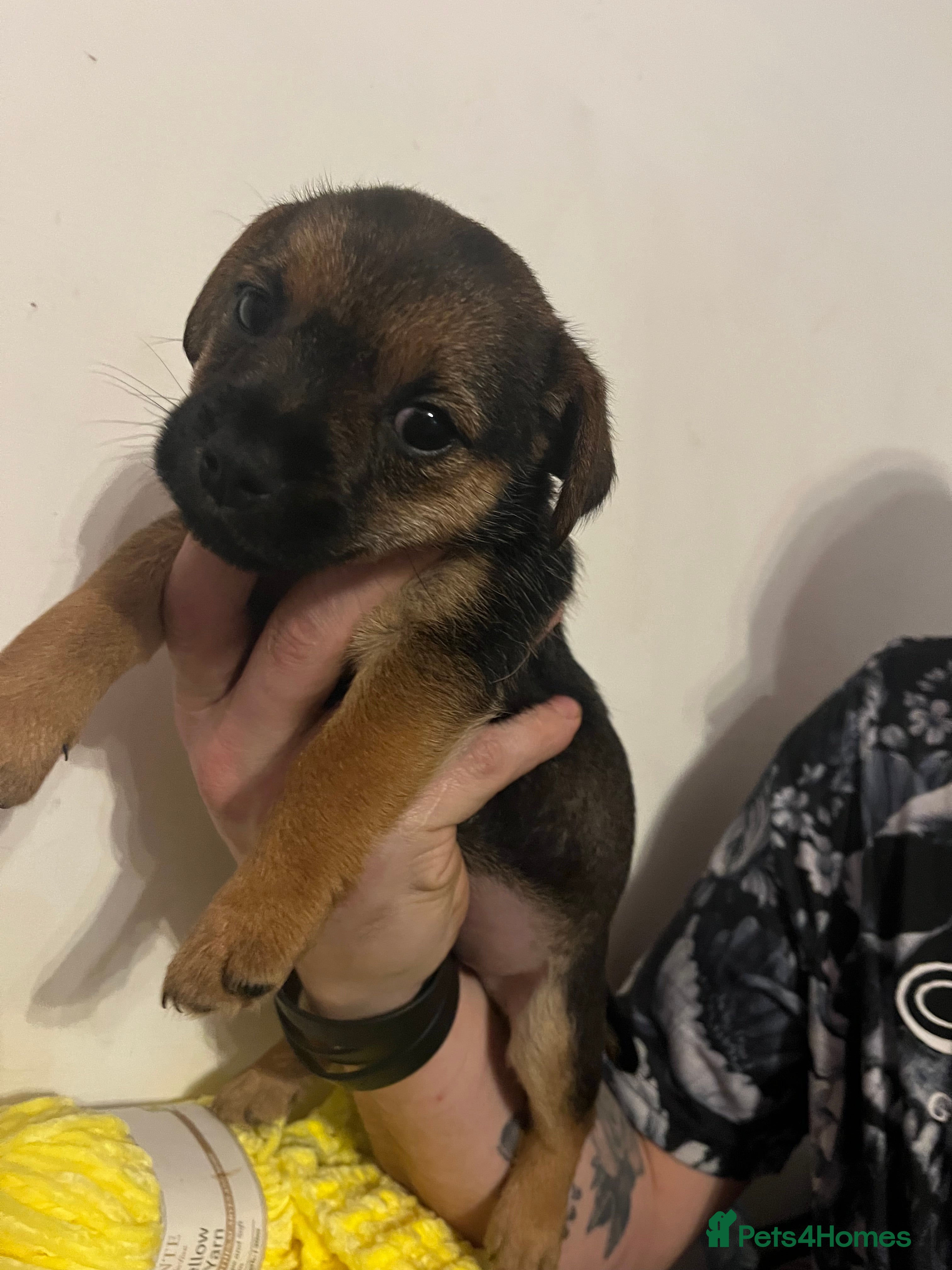 Mixed Breed dogs Stunning jack x borders ❤️❤️❤️ ⭐️⭐️ 4 left⭐️⭐️ - Advert 12