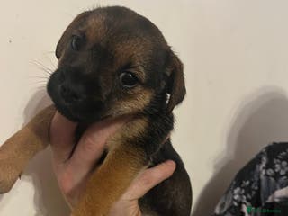 Mixed Breed dogs Stunning jack x borders ❤️❤️❤️ ⭐️⭐️ 4 left⭐️⭐️ - Advert 12