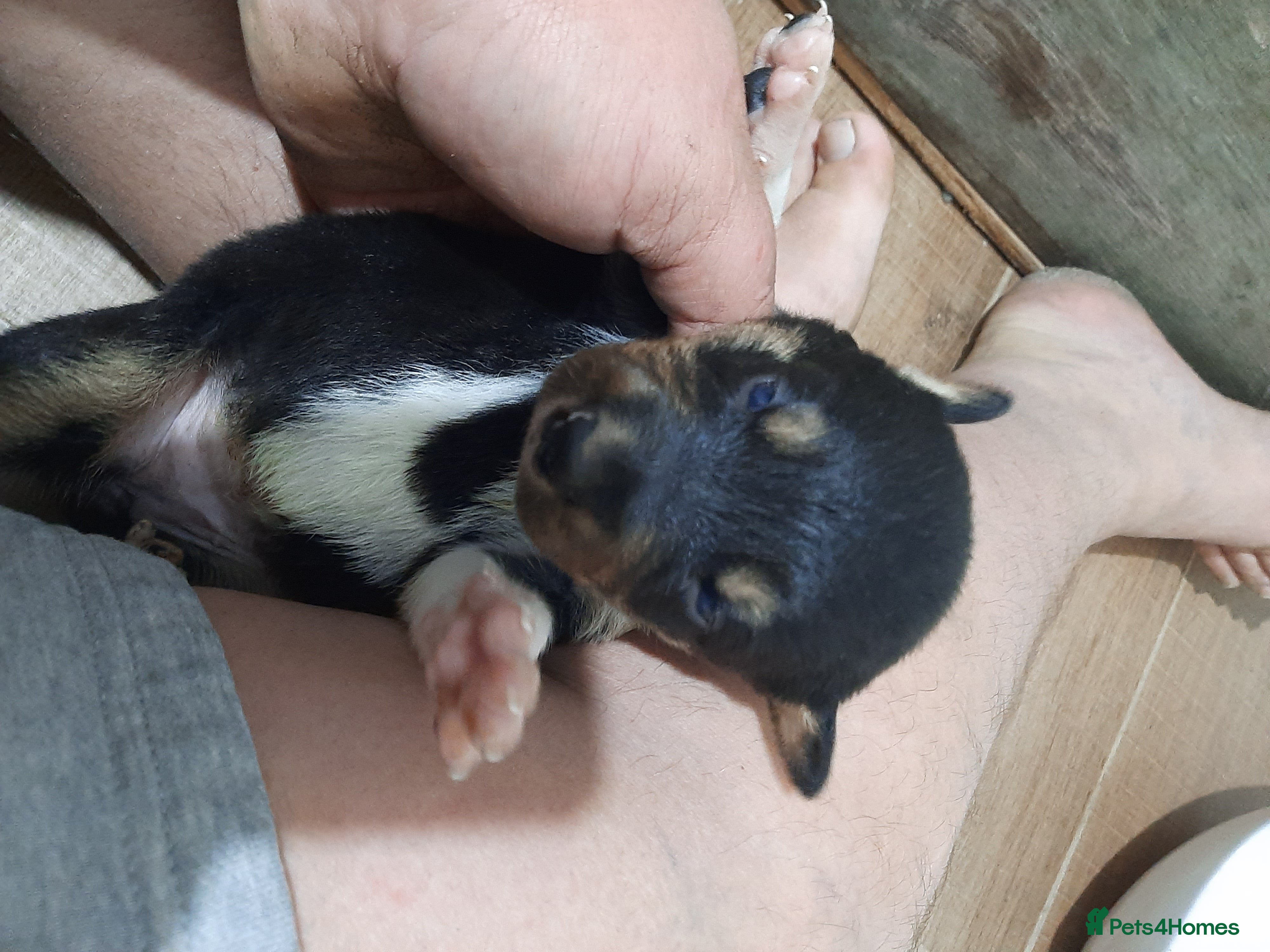Border Collie dogs Border Collie puppies for sale(long haired) - Advert 2