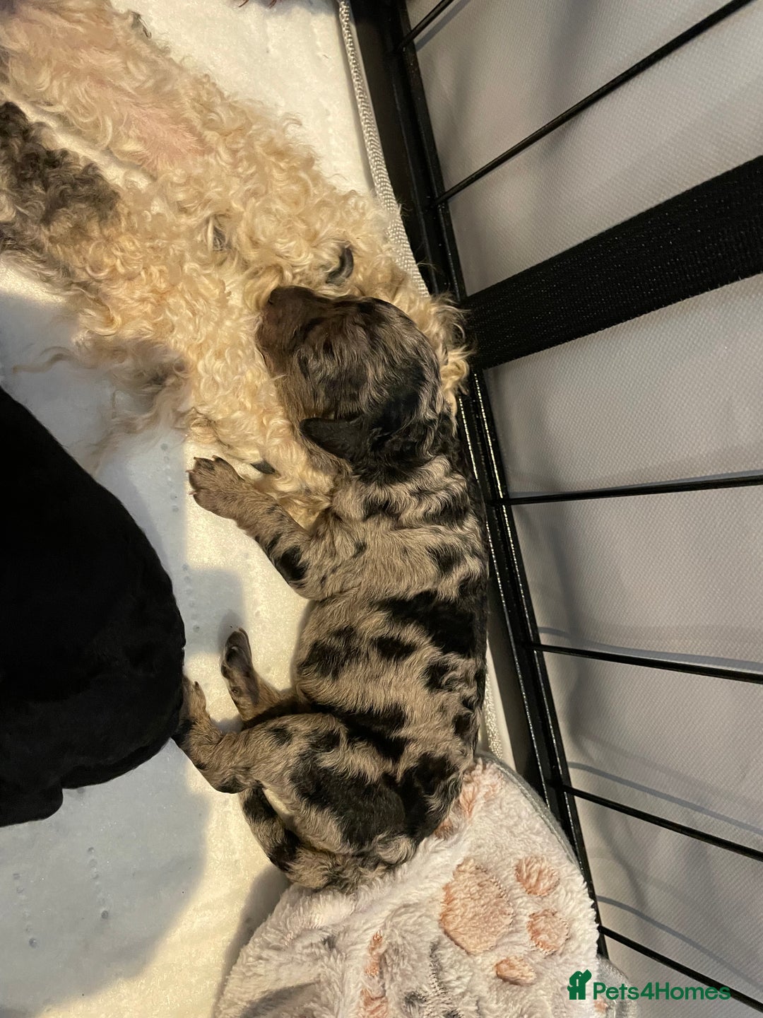 Cockapoo dogs for sale: 3 beautiful cockapoo puppies for sale  - Advert 9