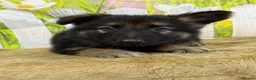 German Shepherd dogs for sale: German Shepherd puppies for sale - Advert 9