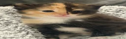 Mixed Breed cats for sale: 3 Beautiful kittens left (read description) 🌟 🐱  - Advert 3