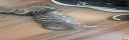 Mixed Breed cats for sale: Maine Coon cross Black Bengal  - Advert 11