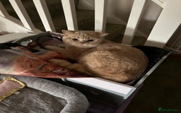 British Shorthair cats for sale: Mabel needs a quiet loving home  - Image 5