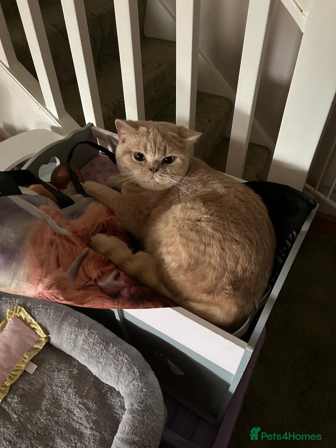 British Shorthair cats for sale: Mabel needs a quiet loving home  - Image 5