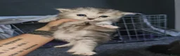 Mixed Breed cats for sale: Persian cross maincoon fluffy kittens  - Advert 18