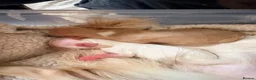 Chihuahua dogs for sale: Chihuahua puppies  in Liverpool - Advert 5