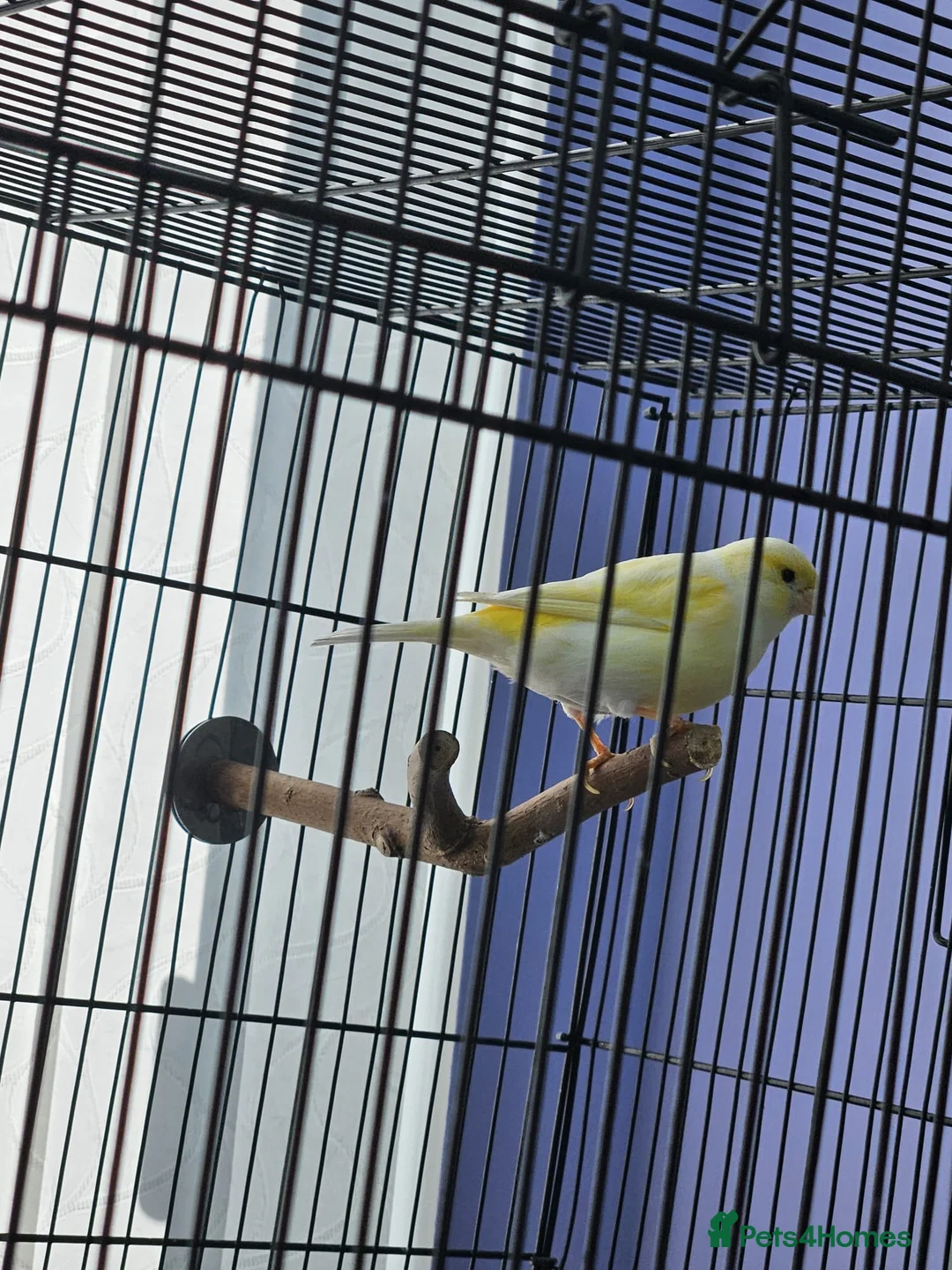 Canaries birds for sale: Female and male canary in Basildon - Advert 8