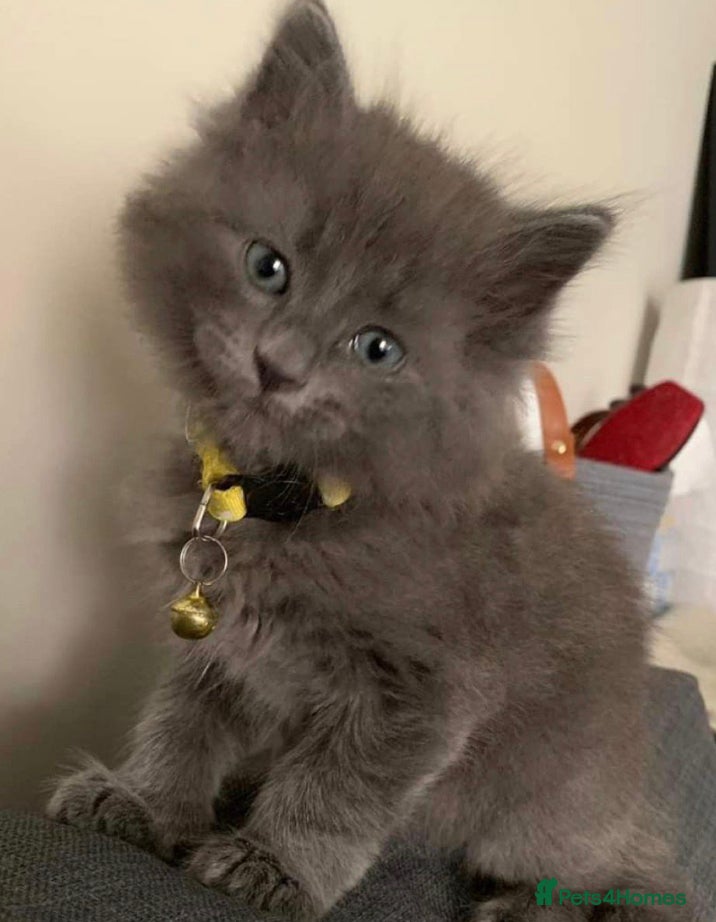 Mixed Breed cats Little grey kitten - Advert 3