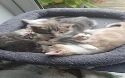 Maine Coon cats for sale: Fluffy crossed maine coon kittens for sale - Image 12