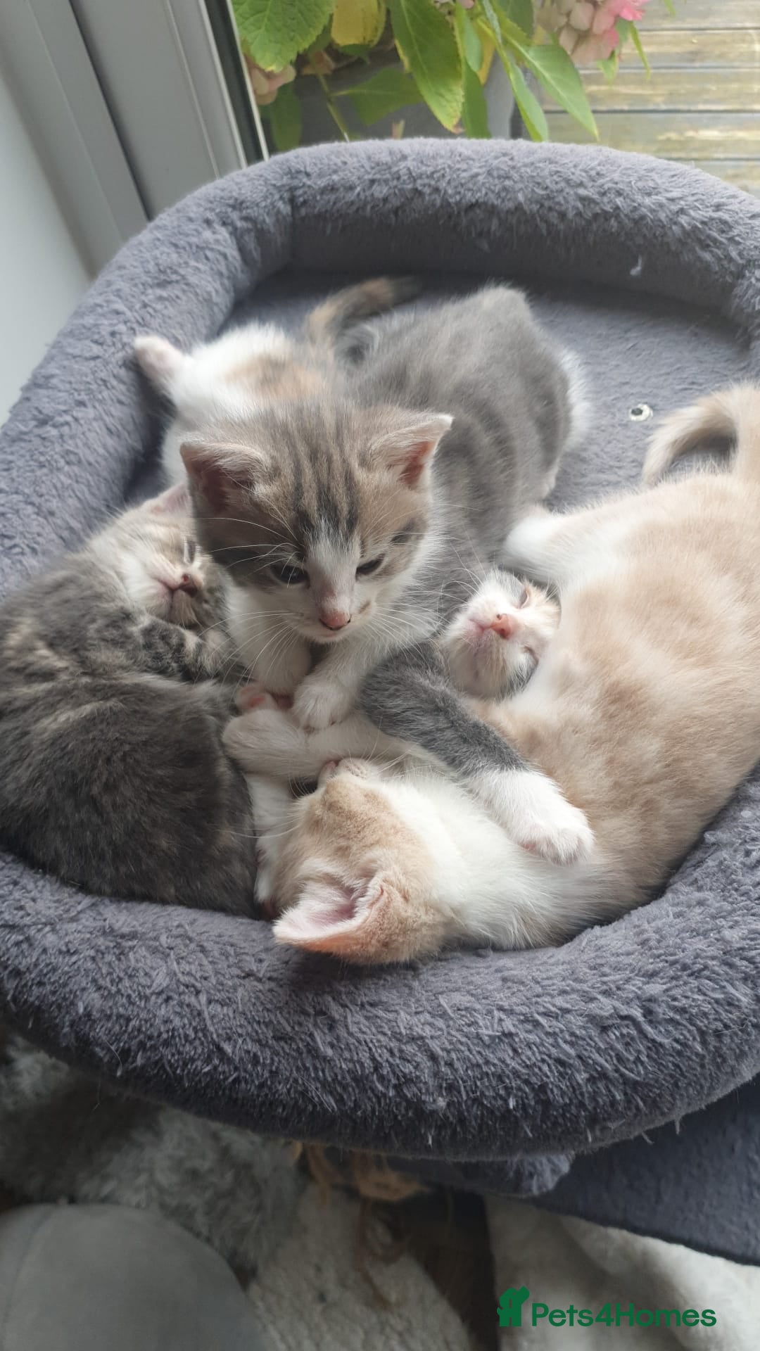 Maine Coon cats for sale: Fluffy crossed maine coon kittens for sale - Image 12
