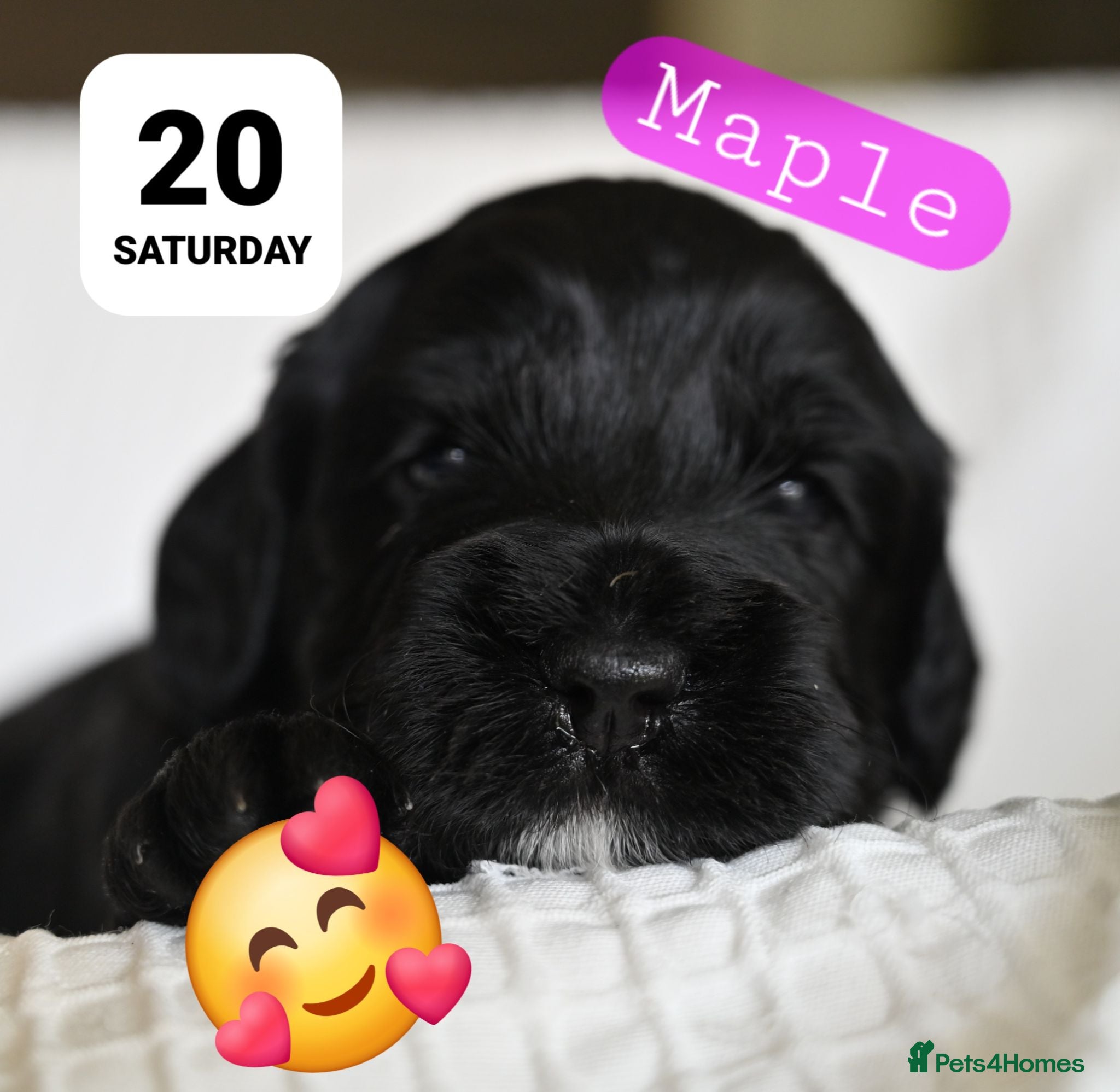 Cockapoo dogs 🐾F2 Cockapoos Puppies Wiltshire💗💗💗💙💙 - Advert 1