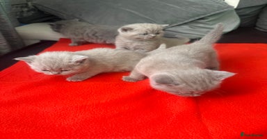 British Shorthair cats - Advert 3