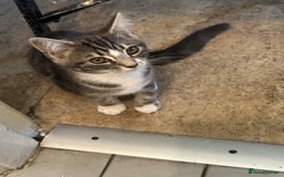 Mixed Breed cats for sale: Mixed breed kittens for sale, grey, brown  - Image 5