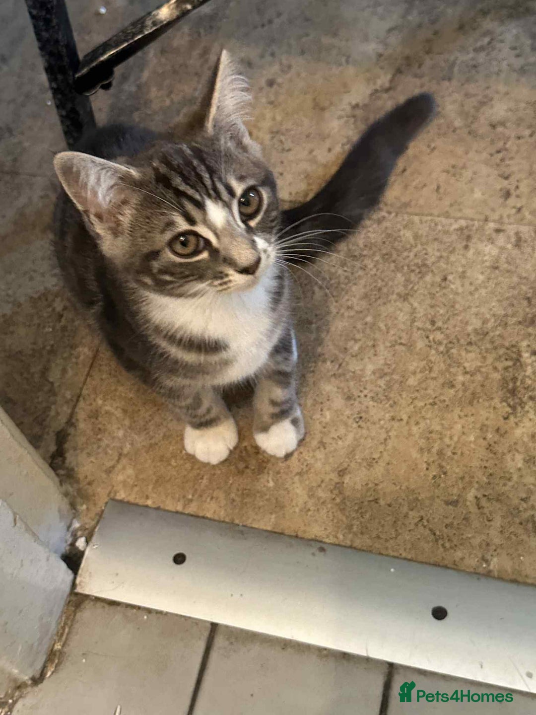 Mixed Breed cats for sale: Mixed breed kittens for sale, grey, brown  - Image 5