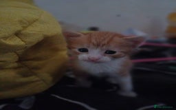 Mixed Breed cats for sale: Kittens ready for forever home - Image 16
