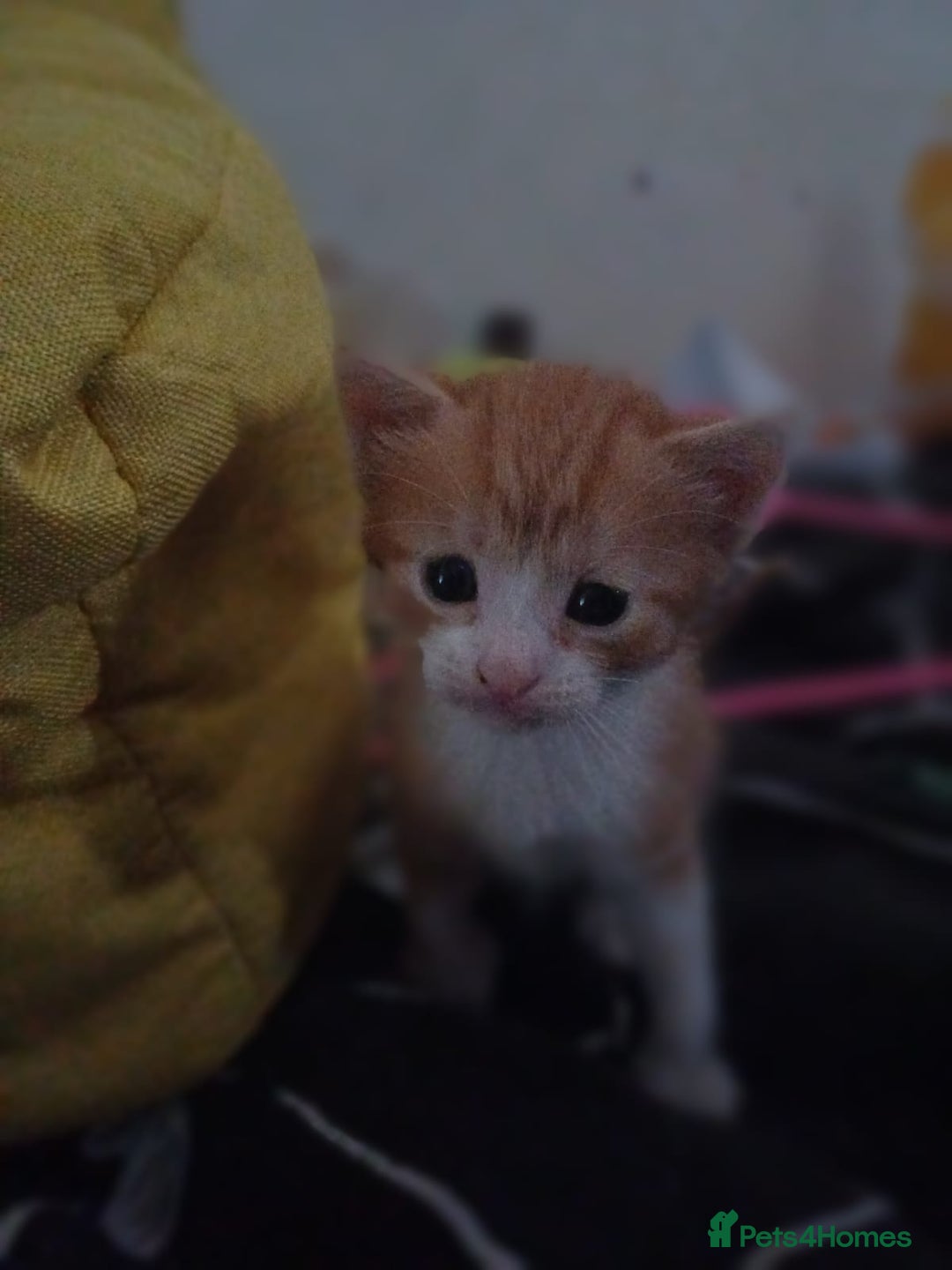 Mixed Breed cats for sale: Kittens ready for forever home - Image 16