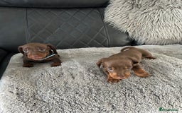 Miniature Dachshund dogs for sale: Miniature dash - Image 13