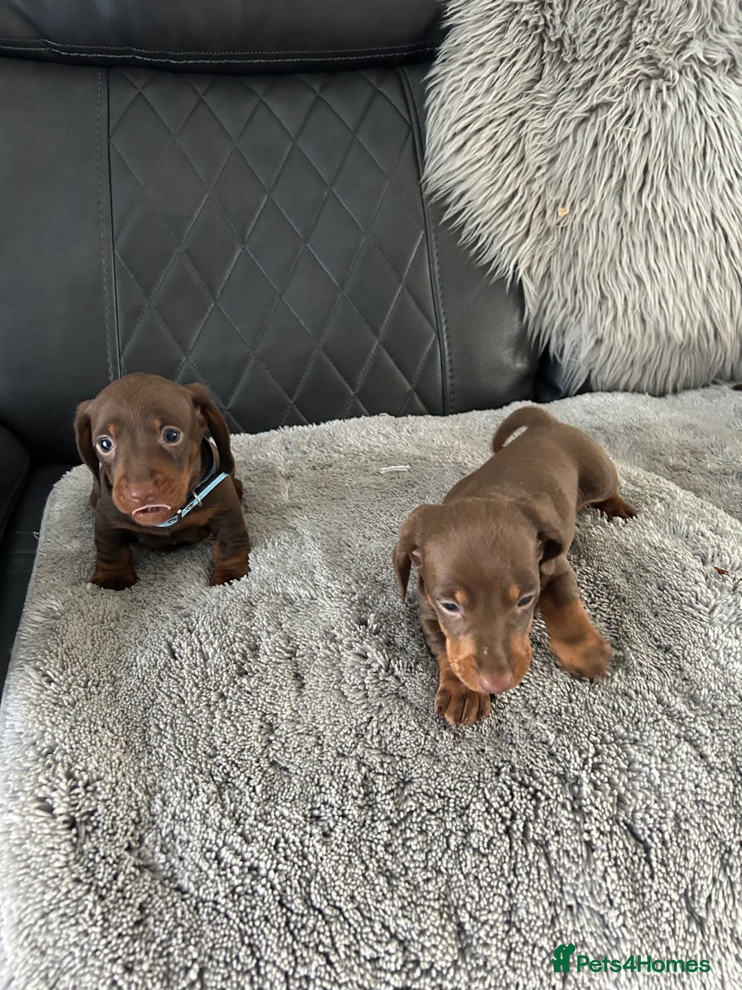 Miniature Dachshund dogs for sale: Miniature dash - Image 13