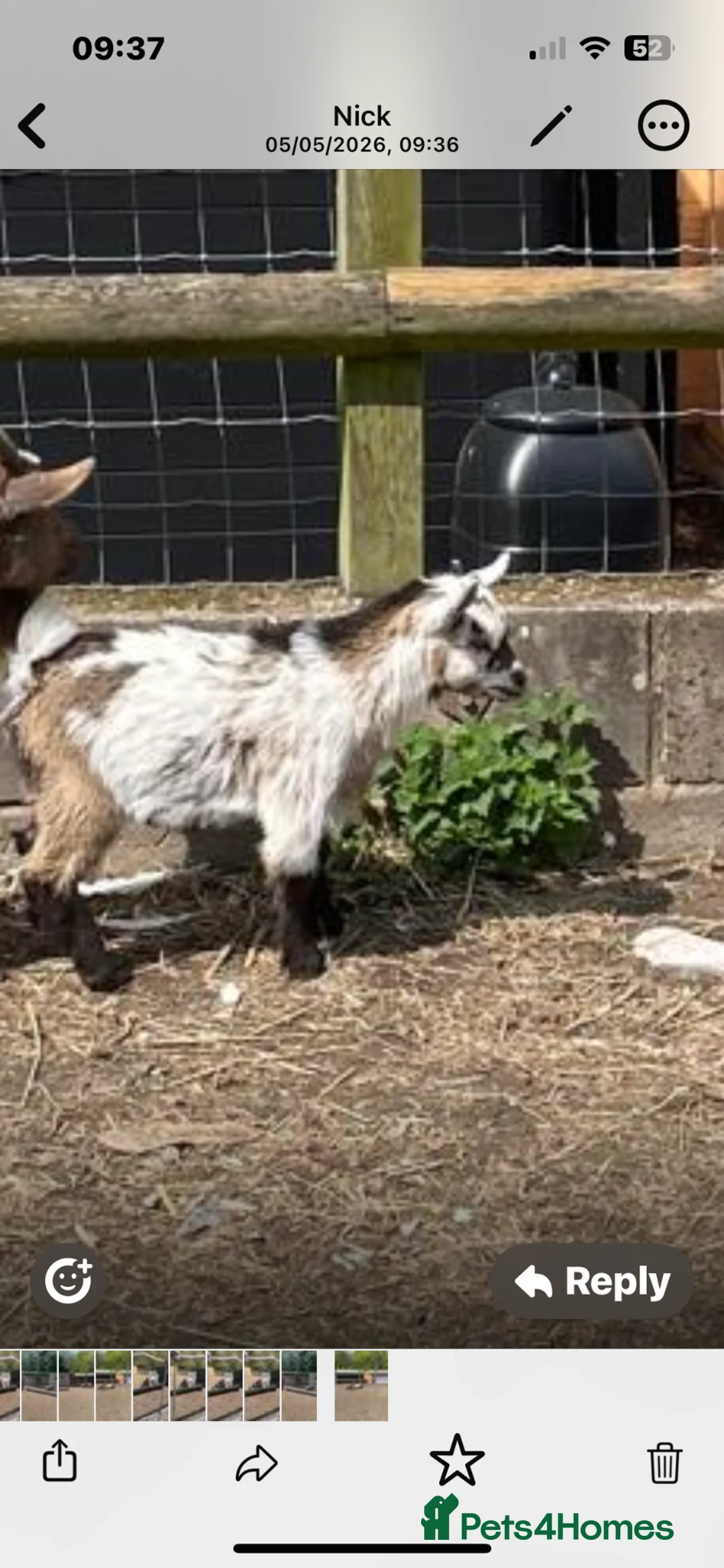 Goats livestock for sale: Pygmy goat  - Advert 3
