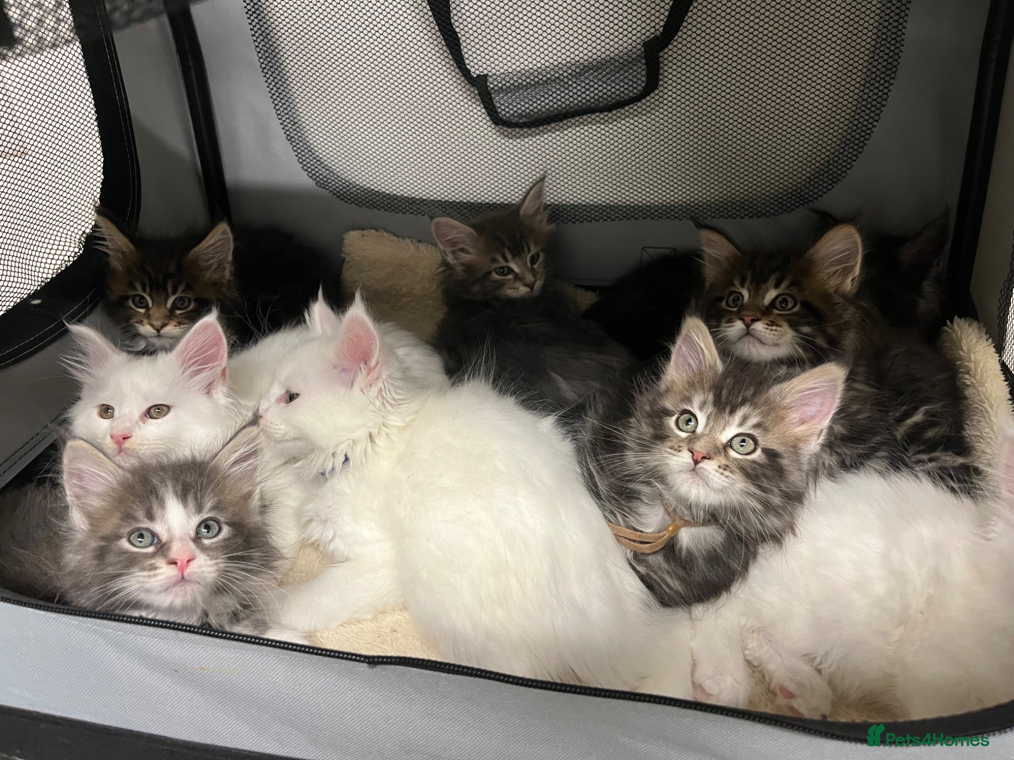 Maine Coon cats Stunning pedigree Maine coon kittens TICA  - Advert 2