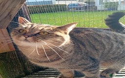Persian cats for sale: Beautiful mum and daughter  - Image 8