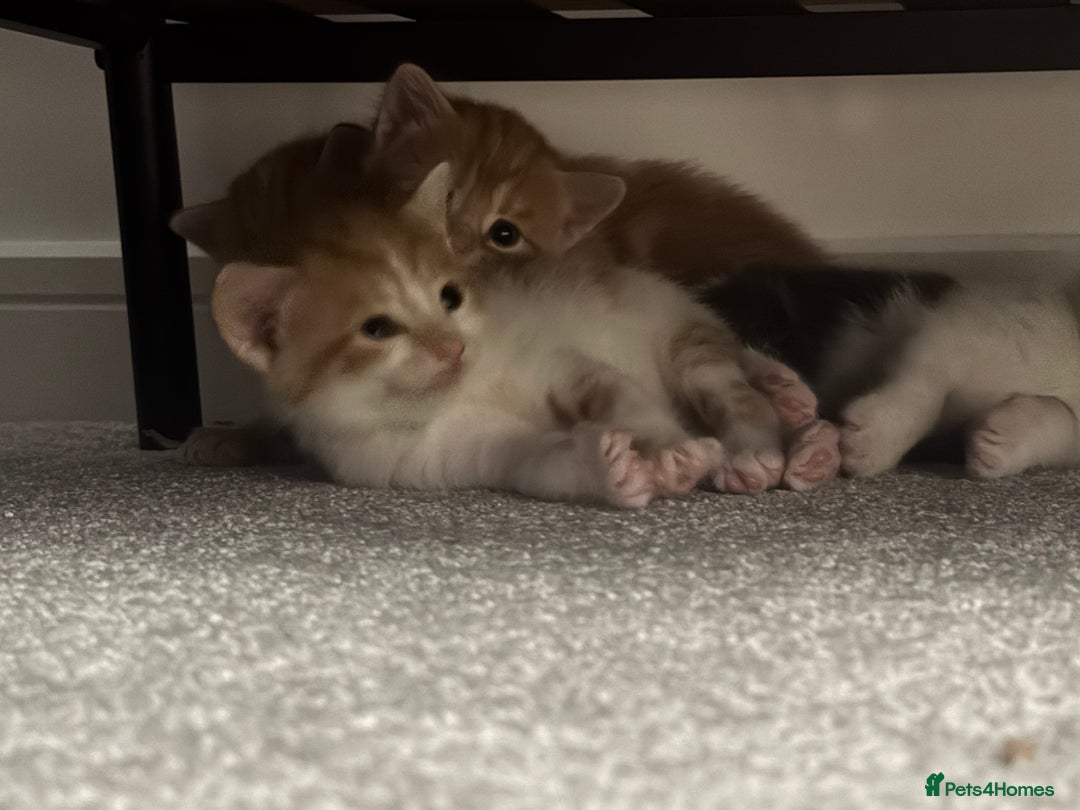 Domestic Shorthair cats for sale: Three Male kittens 🐱  - Image 3
