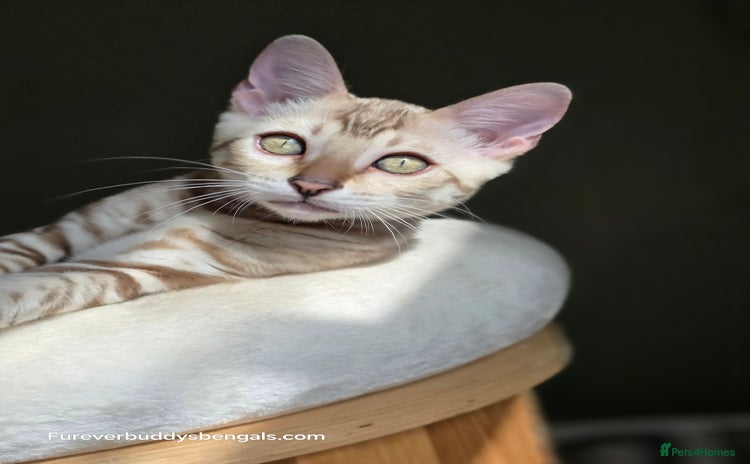 Bengal cats - Advert 7