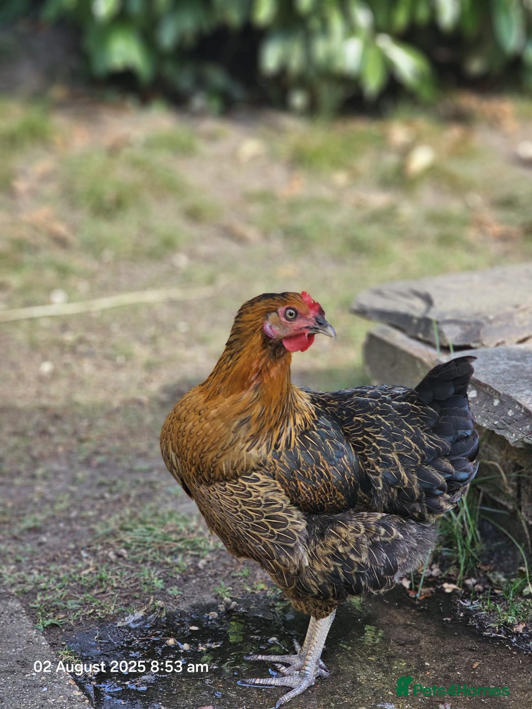 Chickens poultry for sale: 2x Rhode Rock Hens For Sale - Image 5