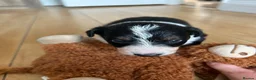 Border Collie dogs for sale: Border collie puppies  - Advert 5