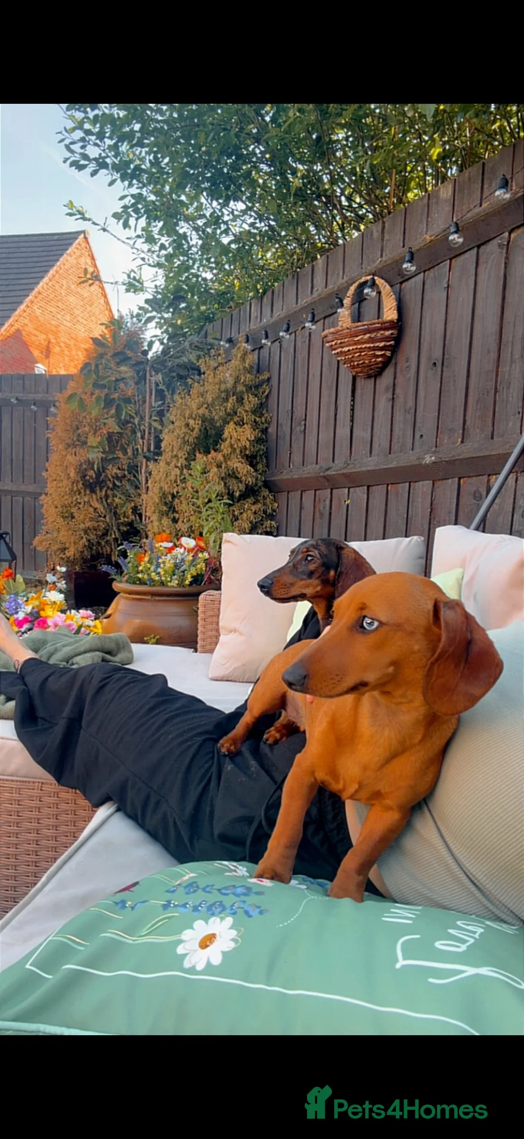 Miniature Dachshund dogs for sale: 2 miniature dachshunds 1 year old - Advert 7