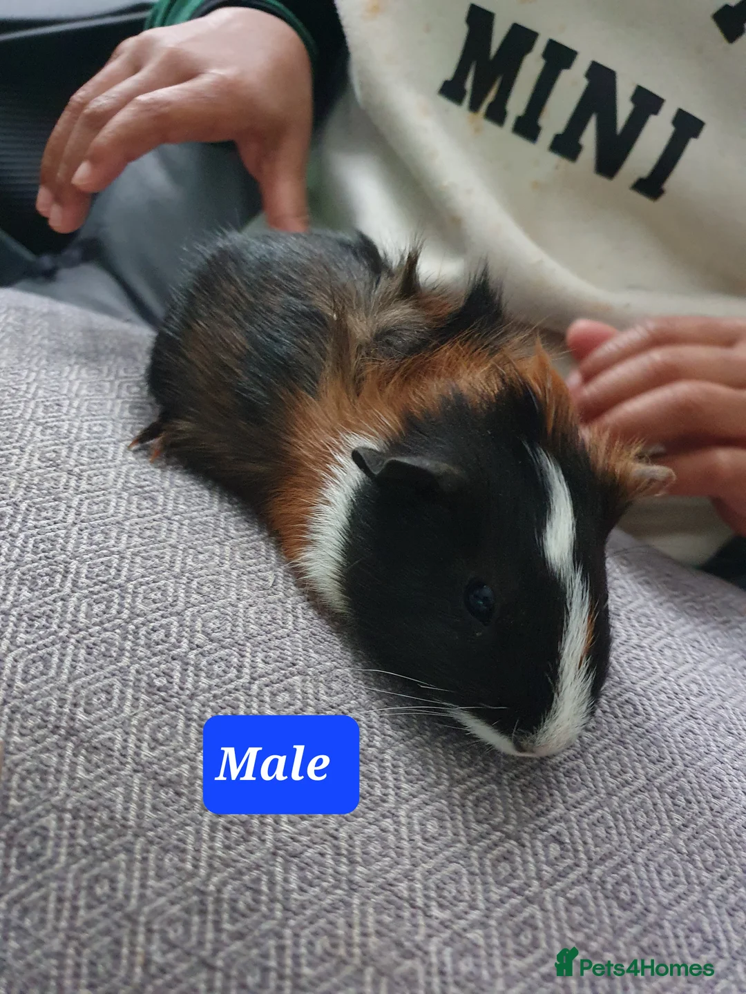 Guinea Pig rodents for sale: Guinea pig boys - Advert 6