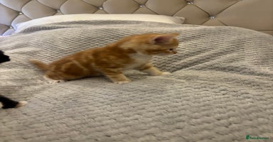 Mixed Breed cats - Advert 7