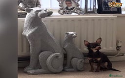Chihuahua dogs for stud: chihuahua tri colour kc registered for stud in Enfield - Image 1