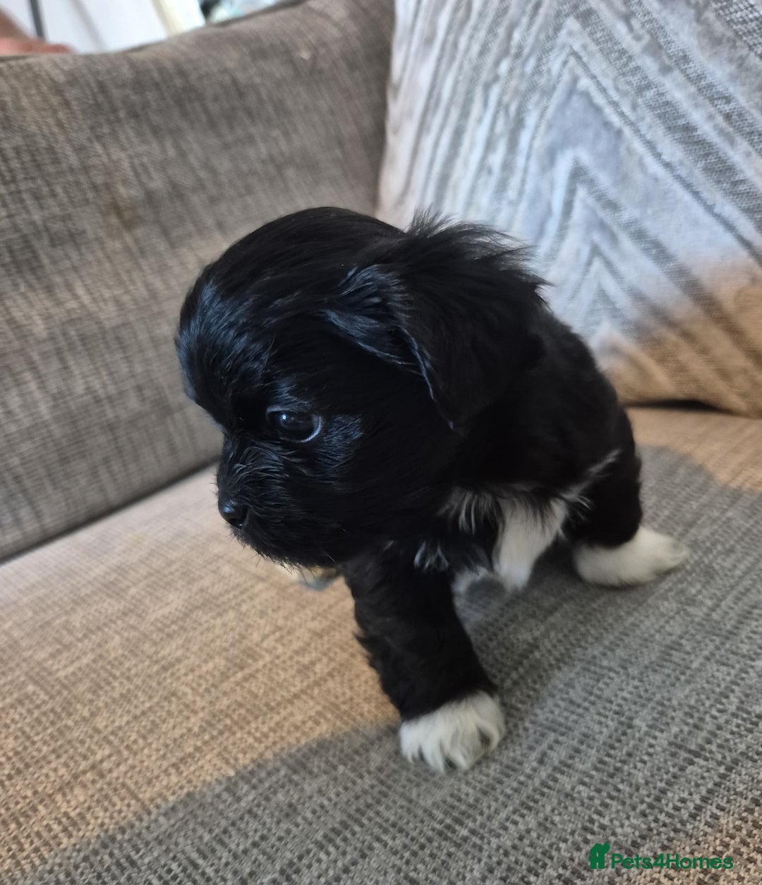 Lhasa Apso dogs for sale: Lhaso Apso Puppies  - Image 34