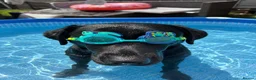 Labrador Retriever dogs for sale: Labrador needs a good home  - Advert 4