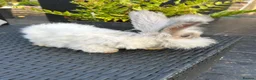 Angora rabbits for sale: Pure bred Angora bunnies £100 - Advert 6