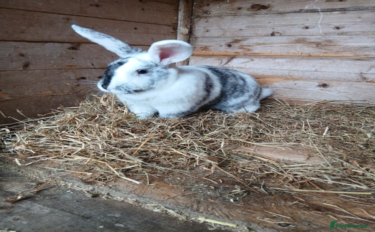 Mixed Breed rabbits - Advert 2
