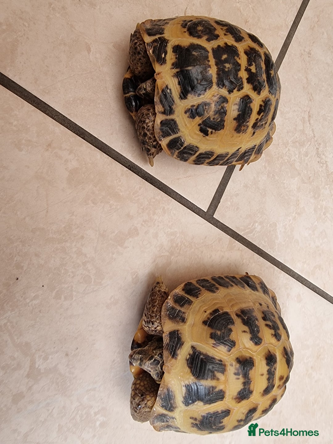 Tortoise reptiles for sale: 10 y old two Horsfield tortoises  - Advert 2