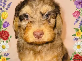 Cockapoo dogs DNA TESTED, Last Stunning Merle Cockapoo Girl - Advert 1