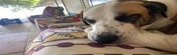 Mixed Breed dogs for adoption: 🐾 Meet Benji 😍😍 - Advert 9