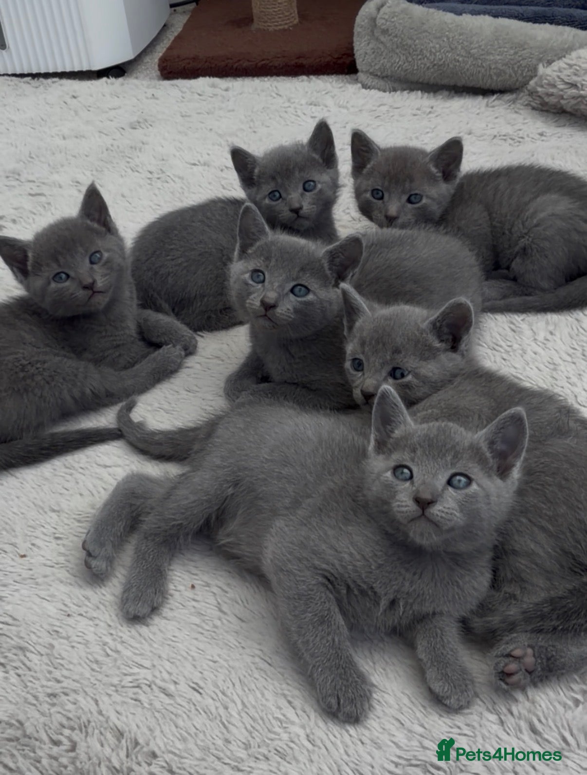 Russian Blue cats 6 Stunning GCCF Russian Blue Kittens 🐾  - Advert 6