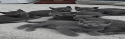 Russian Blue cats for sale: 6 Stunning GCCF Russian Blue Kittens 🐾  - Advert 4