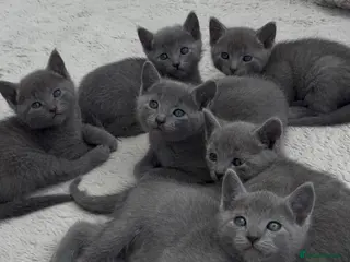 Russian Blue cats 6 Stunning GCCF Russian Blue Kittens 🐾 - Advert 6