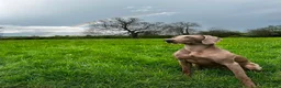 Weimaraner dogs for sale: Litter of KC registered working weimaraner puppies - Advert 5