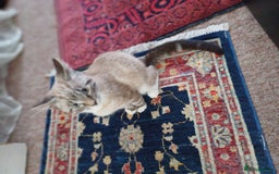 Domestic Shorthair cats for sale: Lynx Point Siamese Tabby mix  - Advert 6