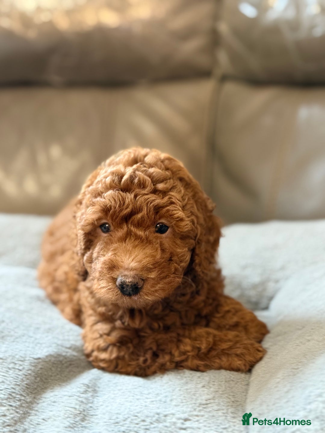 Cockapoo dogs for sale: STUNNING TOP-QUALITY COCKAPOO PUPPIES RARE COLOURS - Advert 5